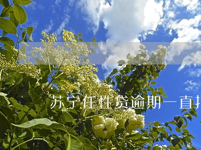 苏宁任性贷逾期一直打电话 苏宁任性贷逾期一直打电话