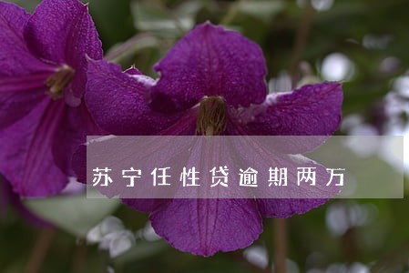 苏宁任性贷逾期两万 苏宁任性贷逾期两万
