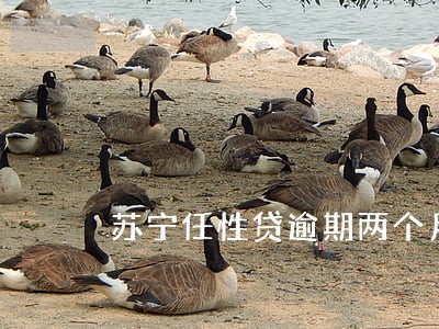 苏宁任性贷逾期两个月 苏宁任性贷逾期两个月