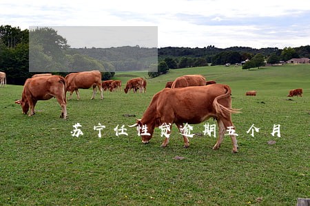 苏宁任性贷逾期五个月 苏宁任性贷逾期五个月