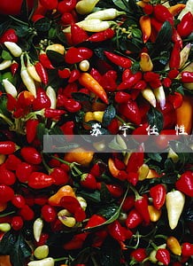 苏宁任性贷逾期后多久恢复 苏宁任性贷逾期后多久恢复