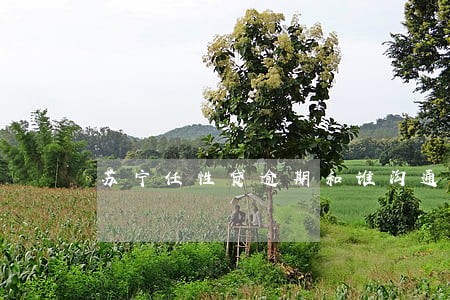 苏宁任性贷逾期和谁沟通 苏宁任性贷逾期和谁沟通
