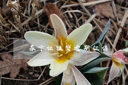 苏宁任性贷逾期征信 苏宁任性贷逾期征信