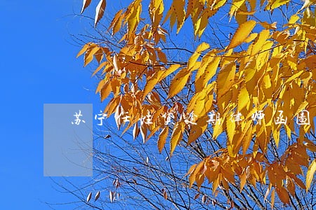 苏宁任性贷逾期律师函图片 苏宁任性贷逾期律师函图片