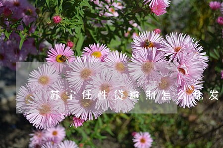 苏宁任性贷逾期怎么乱发信息
