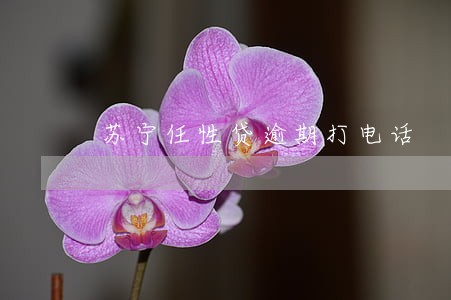 苏宁任性贷逾期打电话 苏宁任性贷逾期打电话