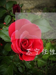 苏宁任性贷逾期给户籍地邮寄函件 苏宁任性贷逾期给户籍地邮寄函件