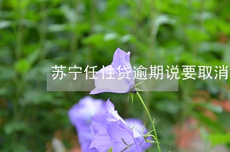 苏宁任性贷逾期说要取消分期 苏宁任性贷逾期说要取消分期
