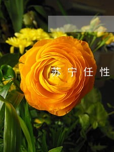 苏宁任性贷逾期过额度还能用吗 苏宁任性贷逾期过额度还能用吗