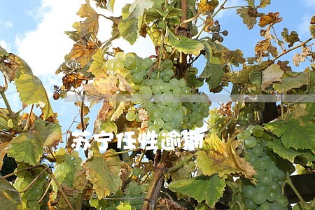 苏宁任性逾期 苏宁任性逾期