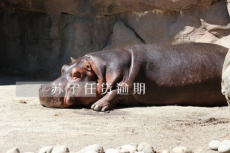 苏宁任贷逾期 苏宁任贷逾期