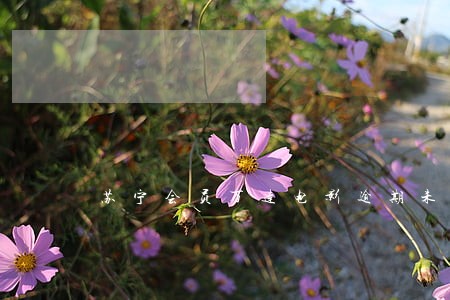 苏宁会员万达电影逾期未领取 苏宁会员万达电影逾期未领取