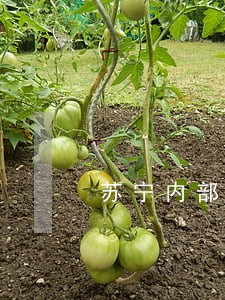 苏宁内部员工理财逾期 苏宁内部员工理财逾期