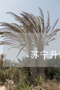 苏宁升级贷逾期一天额度冻结 苏宁升级贷逾期一天额度冻结