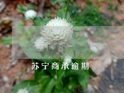 苏宁商承逾期 苏宁商承逾期