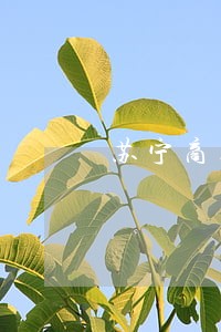 苏宁商票全面逾期 苏宁商票全面逾期