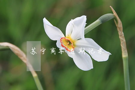 苏宁商票逾期记录 苏宁商票逾期记录