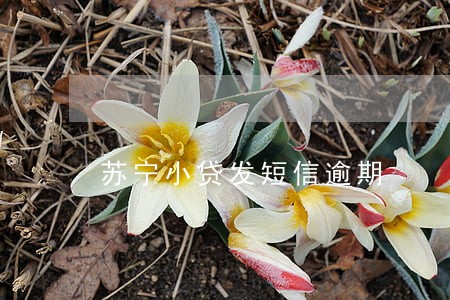 苏宁小贷发短信逾期 苏宁小贷发短信逾期