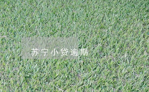 苏宁小贷逾期