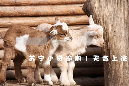 苏宁小贷逾期1天会上征信吗