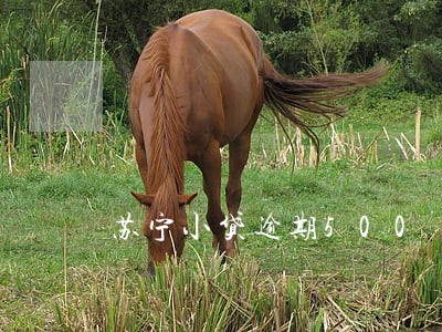 苏宁小贷逾期500 苏宁小贷逾期500