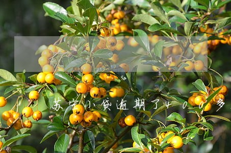 苏宁小贷逾期了400多天