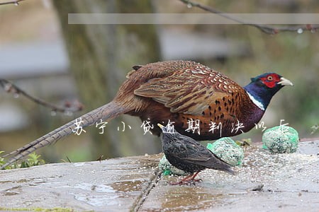 苏宁小贷逾期判决以后