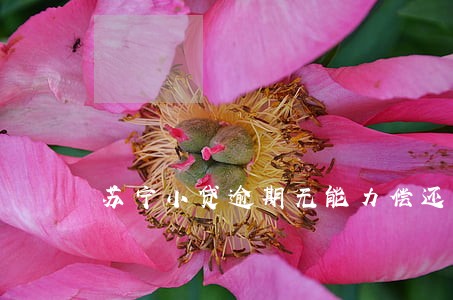 苏宁小贷逾期无能力偿还怎么办
