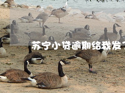苏宁小贷逾期给我发了案号 苏宁小贷逾期给我发了案号