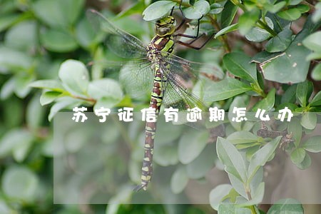 苏宁征信有逾期怎么办 苏宁征信有逾期怎么办