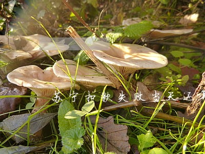苏宁扣款失败当天还算逾期么 苏宁扣款失败当天还算逾期么