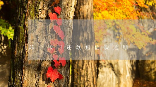 苏宁按时还款短信说逾期 苏宁按时还款短信说逾期