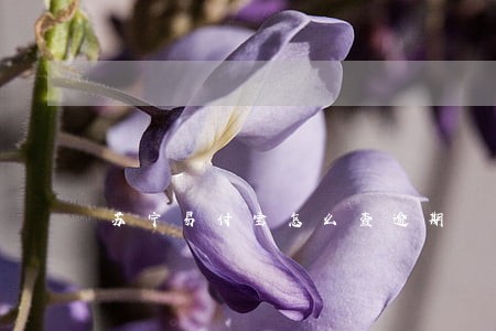 苏宁易付宝怎么查逾期 苏宁易付宝怎么查逾期
