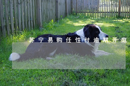 苏宁易购任性付逾期开庭是真的吗 苏宁易购任性付逾期开庭是真的吗