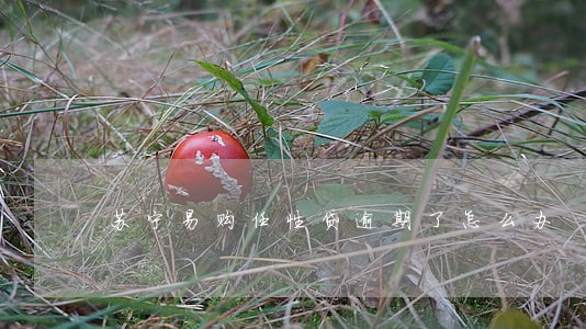 苏宁易购任性贷逾期了怎么办 苏宁易购任性贷逾期了怎么办