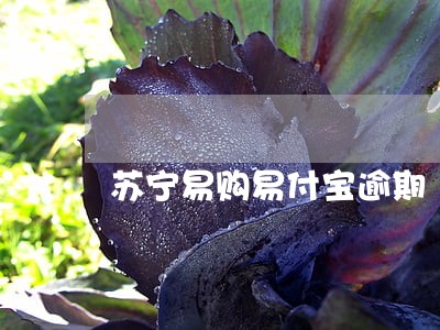 苏宁易购易付宝逾期 苏宁易购易付宝逾期