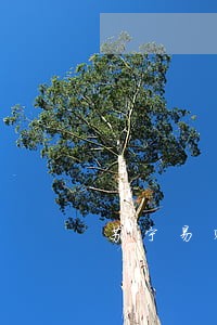 苏宁易购未逾期影响征信吗 苏宁易购未逾期影响征信吗