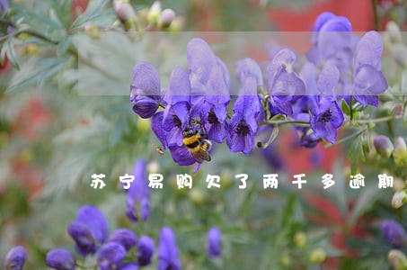 苏宁易购欠了两千多逾期了会怎样 苏宁易购欠了两千多逾期了会怎样