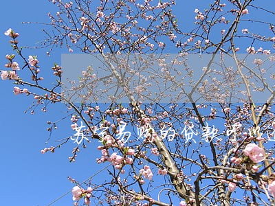 苏宁易购的贷款可以逾期吗 苏宁易购的贷款可以逾期吗