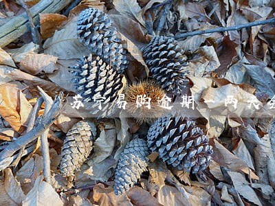 苏宁易购逾期一两天会上征信吗 苏宁易购逾期一两天会上征信吗