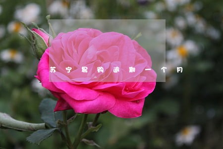 苏宁易购逾期一个月 苏宁易购逾期一个月