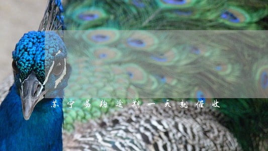 苏宁易购逾期一天就催收 苏宁易购逾期一天就催收