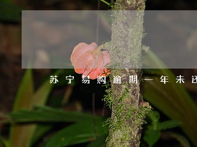 苏宁易购逾期一年未还款 苏宁易购逾期一年未还款