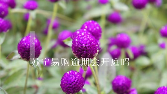 苏宁易购逾期会开庭吗 苏宁易购逾期会开庭吗