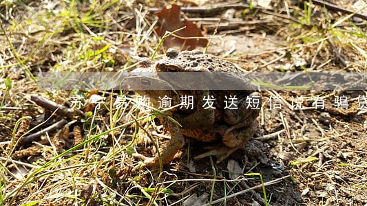 苏宁易购逾期发送短信说有骗贷 苏宁易购逾期发送短信说有骗贷