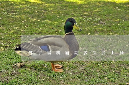 苏宁易购逾期多久会上征信 苏宁易购逾期多久会上征信