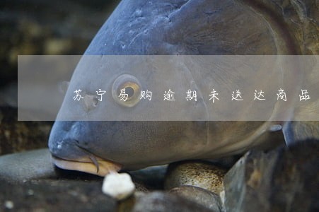 苏宁易购逾期未送达商品 苏宁易购逾期未送达商品
