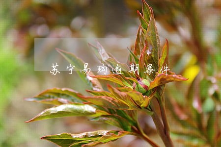 苏宁易购逾期案件 苏宁易购逾期案件