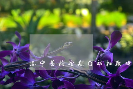 苏宁易购逾期自动扣款时间 苏宁易购逾期自动扣款时间