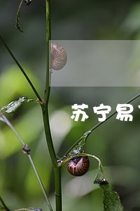 苏宁易贷逾期一天会怎样 苏宁易贷逾期一天会怎样